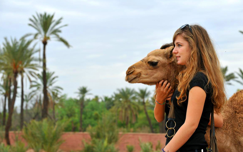 half day sunset camel ride in the palm grove of marrakech